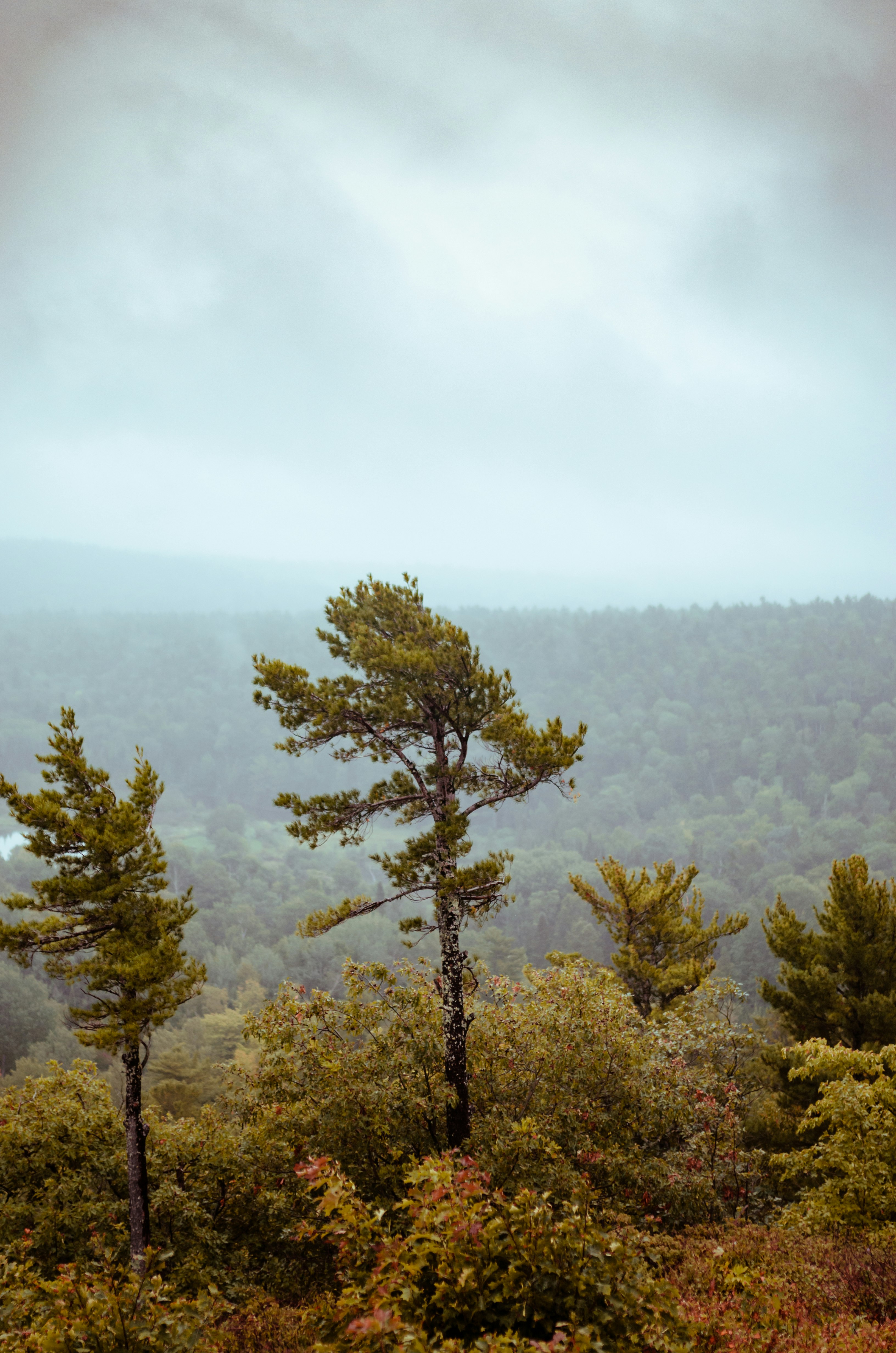 green trees on mountain during daytime